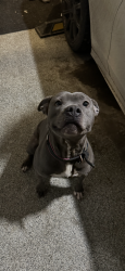 Lost Female Dog last seen Hamptons Square NW, Calgary, AB, Calgary, AB T3A 5X4
