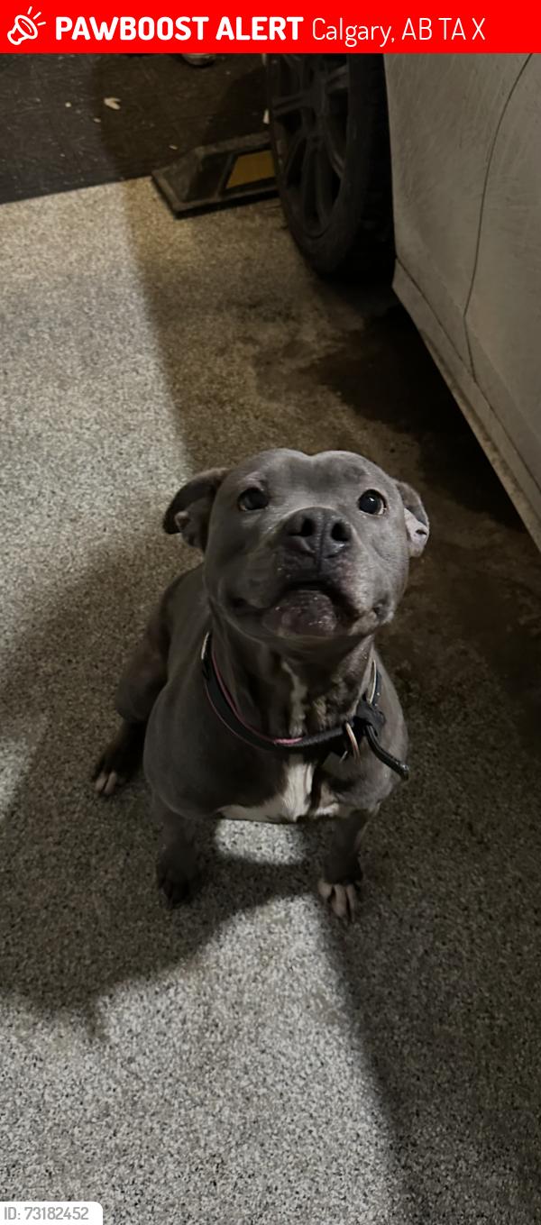 Lost Female Dog last seen Hamptons Square NW, Calgary, AB, Calgary, AB T3A 5X4