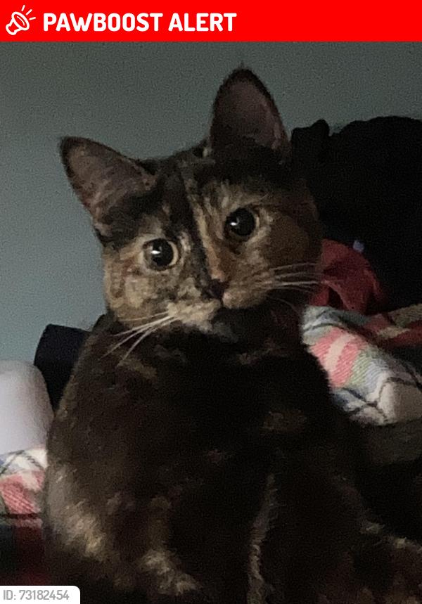Lost Female Cat last seen Pool lane, Warrington, England WA13 9BJ