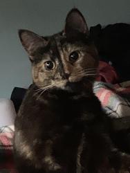 Lost Female Cat last seen Pool lane, Warrington, England WA13 9BJ