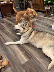 Lost Unknown Dog last seen FM 2193 / FM 1155, Washington, TX 77880