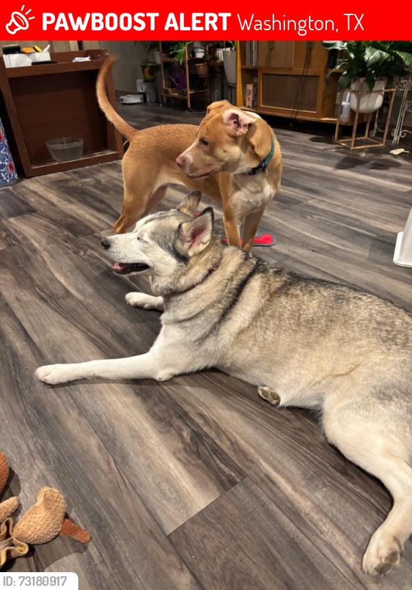 Lost Unknown Dog last seen FM 2193 / FM 1155, Washington, TX 77880