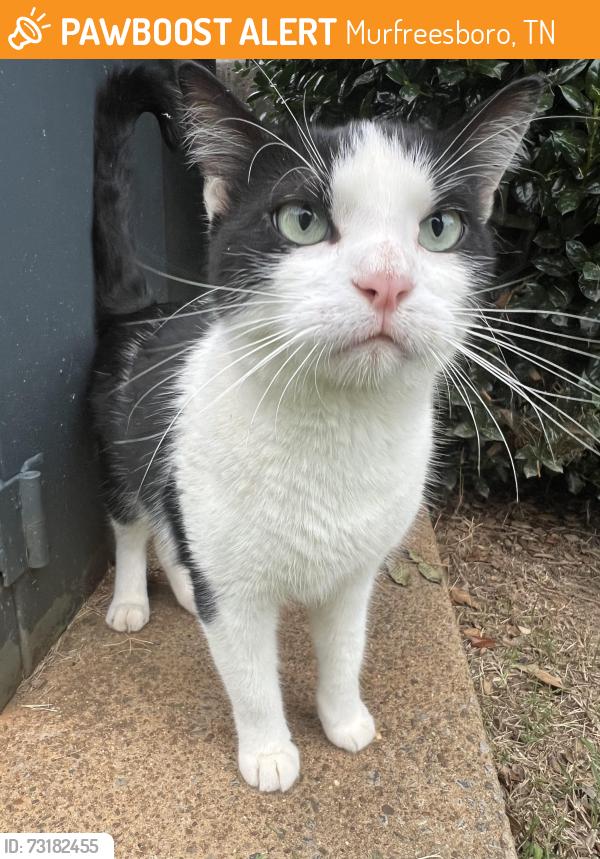 Found/Stray Unknown Cat last seen Baymont Inn and Suites Murfreesboro, TN, Murfreesboro, TN 37129