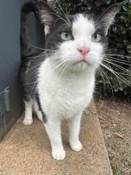 Found/Stray Unknown Cat last seen Baymont Inn and Suites Murfreesboro, TN, Murfreesboro, TN 37129