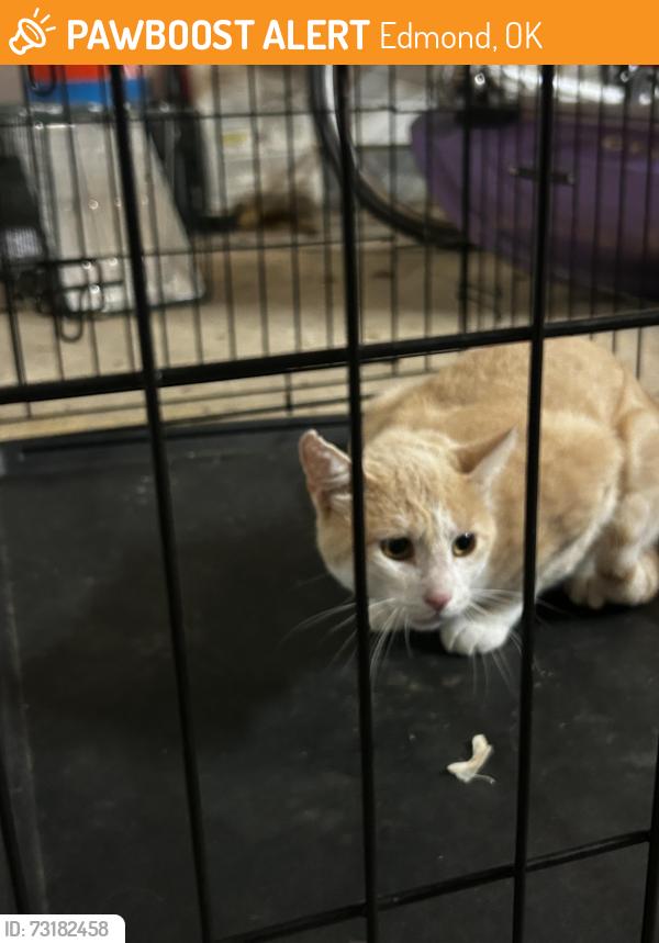 Found/Stray Unknown Cat last seen Memorial and western, Edmond, OK 73013