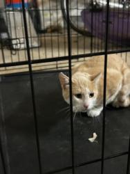 Found/Stray Unknown Cat last seen Memorial and western, Edmond, OK 73013