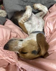 Reunited Male Dog last seen Lincoln rd Alcoa tn, Maryville, TN 37804