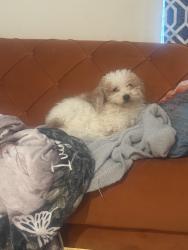 Reunited Male Dog last seen Emerald lake ct, Kissimmee, FL 34744