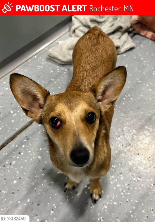 Lost Male Dog last seen Piner, Rochester, MN 55901