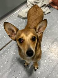 Lost Male Dog last seen Piner, Rochester, MN 55901