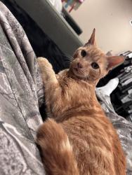Lost Male Cat last seen Wiltshire and Rosedale, Columbus, OH 43204