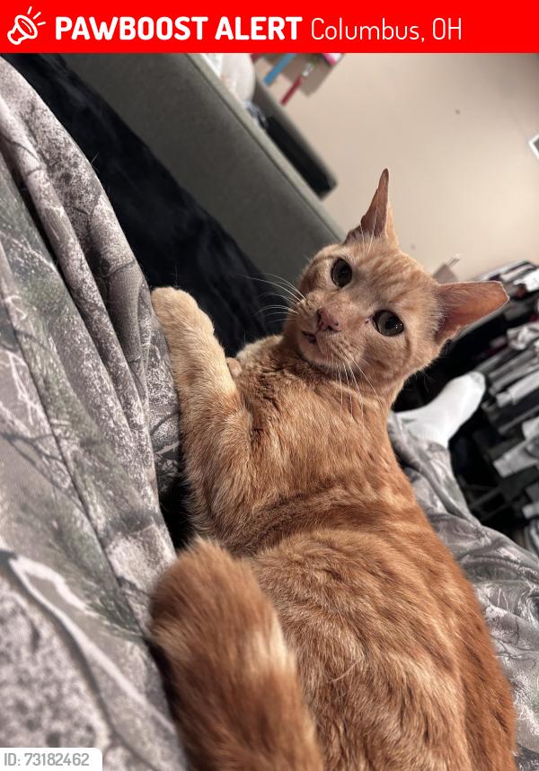 Lost Male Cat last seen Wiltshire and Rosedale, Columbus, OH 43204