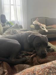 Shelter Stray Female Dog last seen CHARLOTTE, 8315 Byrum Dr, Charlotte, NC 28217, USA