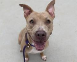 Shelter Stray Female Dog last seen CHARLOTTE, 8315 Byrum Dr, Charlotte, NC 28217, USA