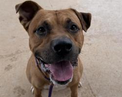 Shelter Stray Male Dog last seen CHARLOTTE, 8315 Byrum Dr, Charlotte, NC 28217, USA