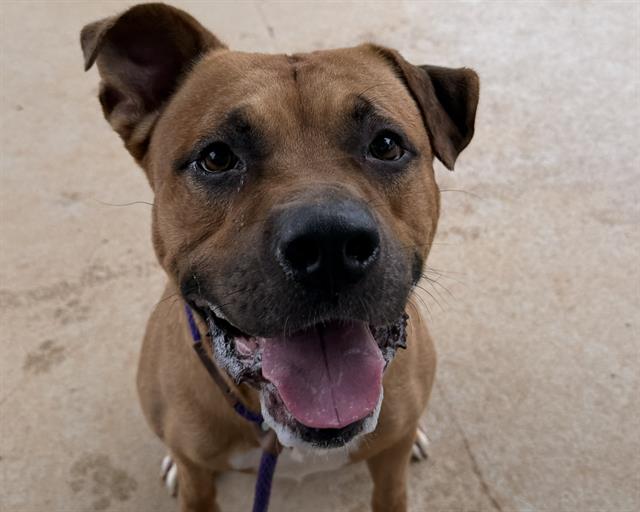 Shelter Stray Male Dog last seen CHARLOTTE, 8315 Byrum Dr, Charlotte, NC 28217, USA