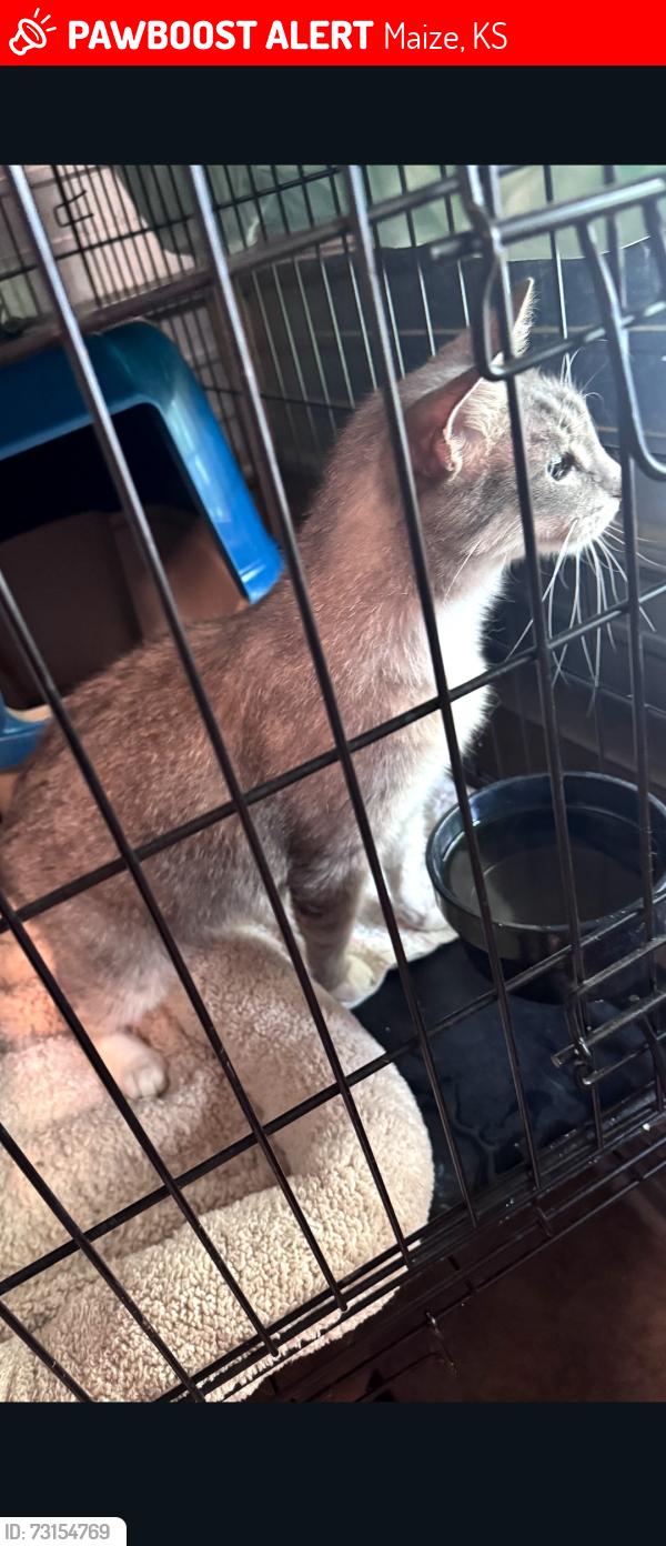 Lost Female Cat last seen Maize Road and 61st St N, Maize, KS 67101