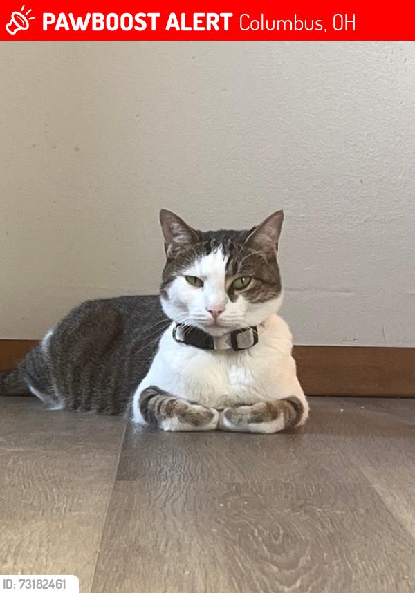 Lost Male Cat last seen Near Wothington St and King and Neal Ave, Columbus, OH 43201