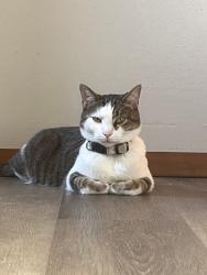 Lost Male Cat last seen Near Wothington St and King and Neal Ave, Columbus, OH 43201