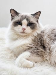 Lost Female Cat last seen St Huberts Road, Great Harwood, England 