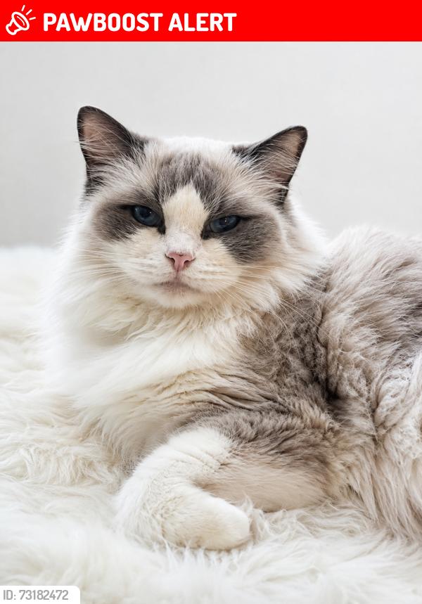 Lost Female Cat last seen St Huberts Road, Great Harwood, England 