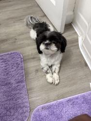 Reunited Male Dog last seen Benson and Caton, Baltimore, MD 21223