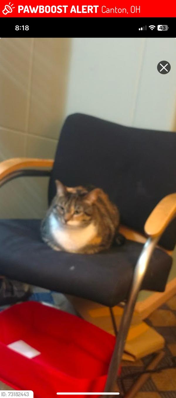 Lost Female Cat last seen Middlebranch and Easton, Canton, OH 44702