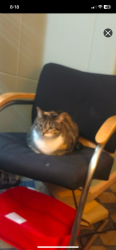 Lost Female Cat last seen Middlebranch and Easton, Canton, OH 44702