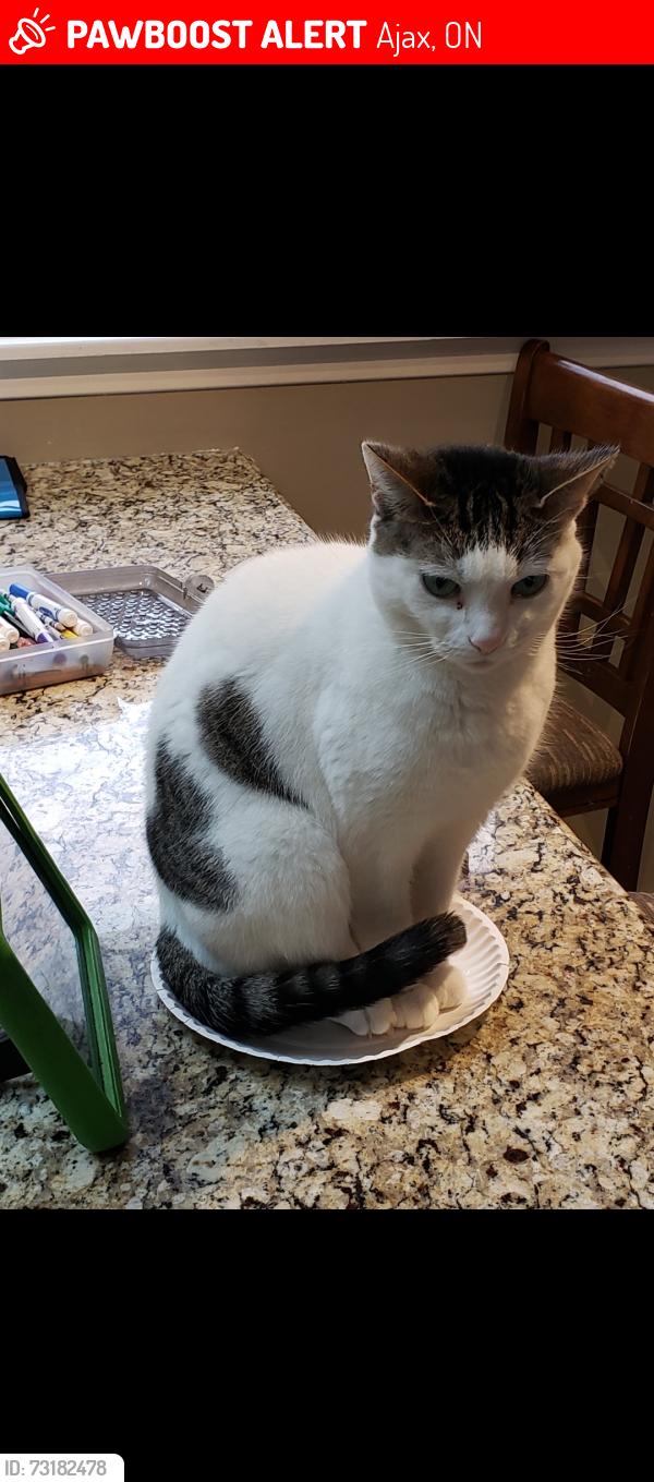 Lost Female Cat last seen Clover ridge and Harwood, Ajax, ON 
