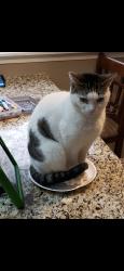 Lost Female Cat last seen Clover ridge and Harwood, Ajax, ON 