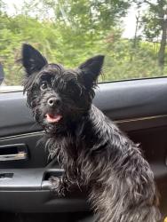 Reunited Unknown Dog last seen North Bessemer, North Bessemer, PA 15235