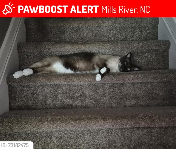 Lost Male Cat last seen Sweetwater Road, Mills River, NC 28759