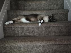 Lost Male Cat last seen Sweetwater Road, Mills River, NC 28759