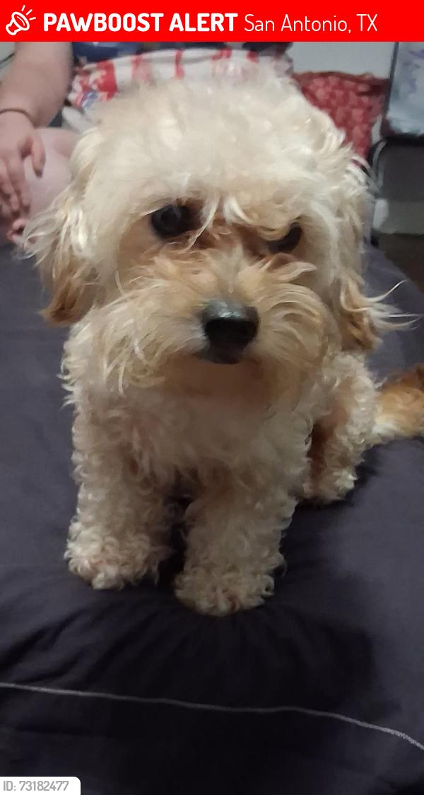 Lost Female Dog last seen Bulverde and thousand osks, San Antonio, TX 78247