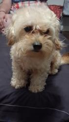 Lost Female Dog last seen Bulverde and thousand osks, San Antonio, TX 78247