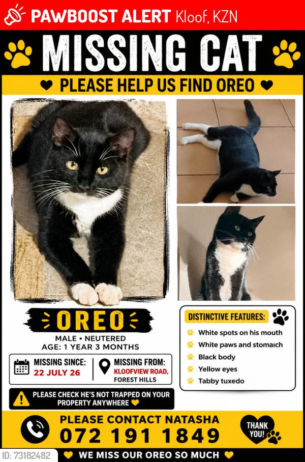 Lost Male Cat last seen Nearest cross Rd is Kloofview road and hmstd Avenue, Kloof, KZN 3610