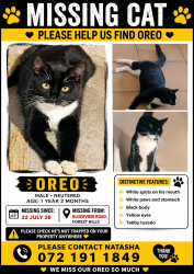 Lost Male Cat last seen Nearest cross Rd is Kloofview road and hmstd Avenue, Kloof, KZN 3610