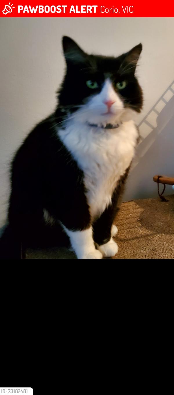Lost Male Cat last seen Hendy st Hall, Corio, VIC 3214