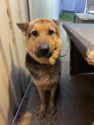 Reunited Male Dog last seen Hampton Park, Hampton Park, VIC 3976