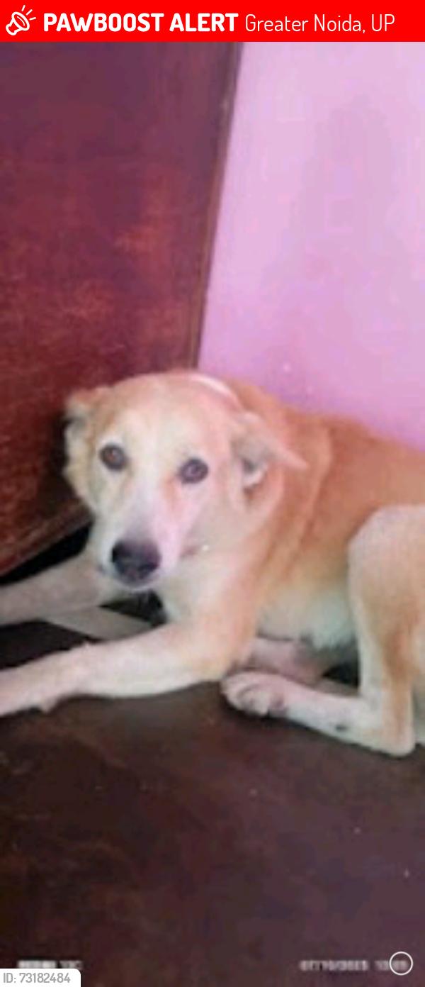 Lost Female Dog last seen Saini baidpura choraya, Greater Noida, UP 