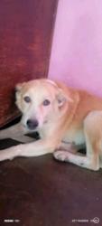 Lost Female Dog last seen Saini baidpura choraya, Greater Noida, UP 