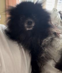 Reunited Male Dog last seen Harrington Grove Drive, Raleigh, NC 27613