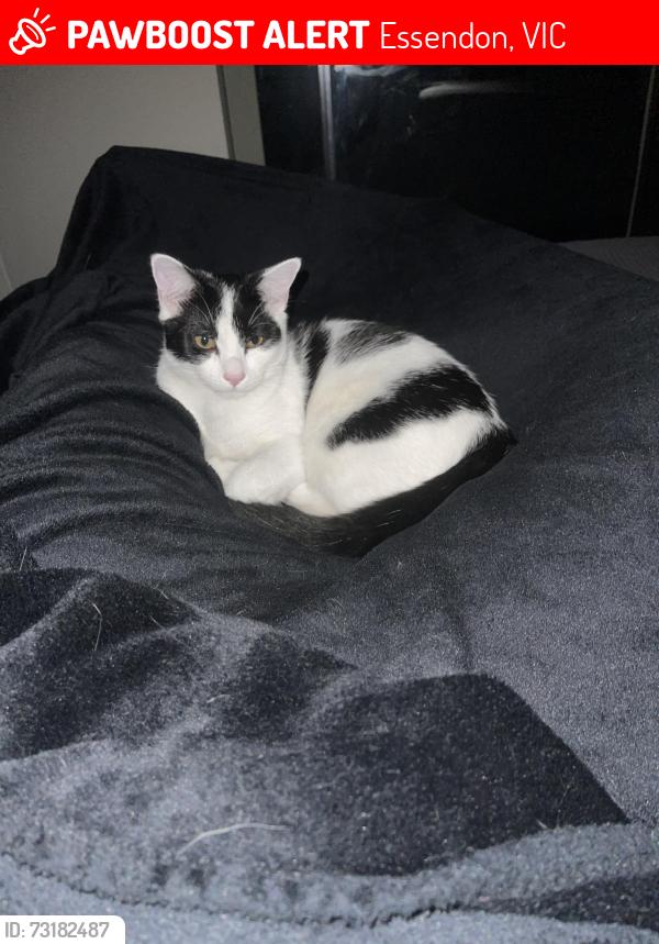 Lost Male Cat last seen -, Essendon, VIC 3040