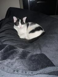 Lost Male Cat last seen -, Essendon, VIC 3040
