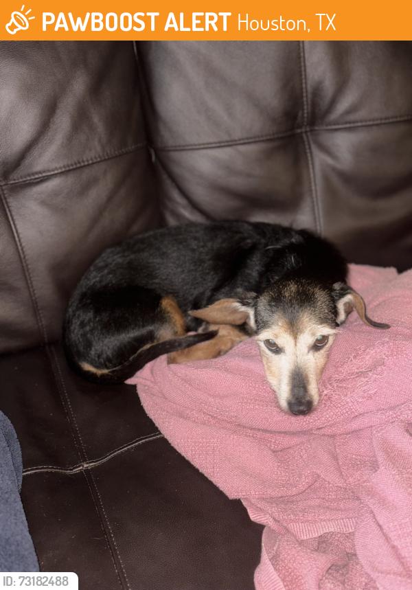 Found/Stray Female Dog last seen Cell phone lot at Hobby Airport, Houston, TX 77061