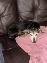 Found/Stray Female Dog last seen Cell phone lot at Hobby Airport, Houston, TX 77061