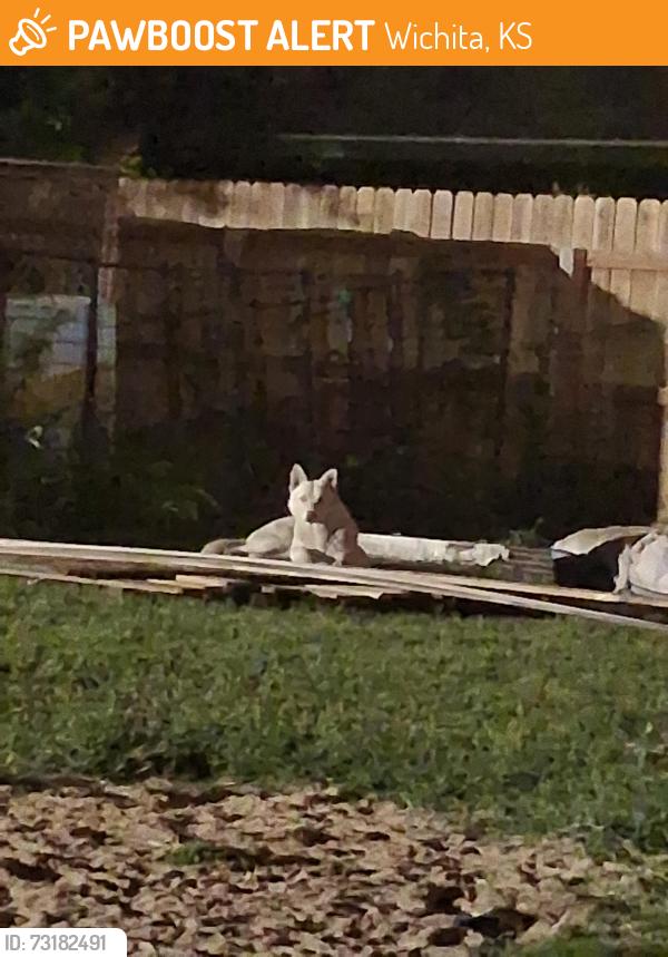 Found/Stray Unknown Dog last seen 28th north amidon, Wichita, KS 67204