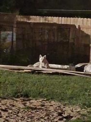 Found/Stray Unknown Dog last seen 28th north amidon, Wichita, KS 67204