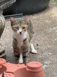 Found/Stray Unknown Cat last seen Cherokee/Menominee, Pontiac, MI 48341