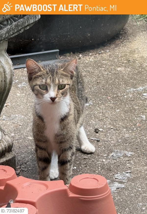 Found/Stray Unknown Cat last seen Cherokee/Menominee, Pontiac, MI 48341